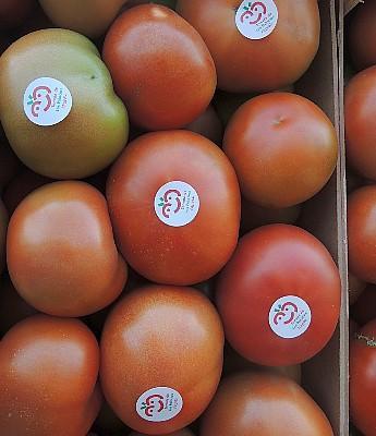 12 - Tomate Pintón de Los Palacios en Sevilla
